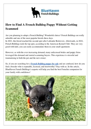 How to Find A French Bulldog Puppy Without Getting Scammed