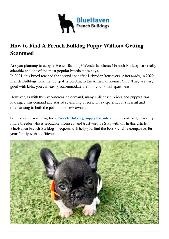 how to find a french bulldog puppy without