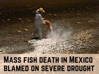 Mass fish death in Mexico blamed on severe drought