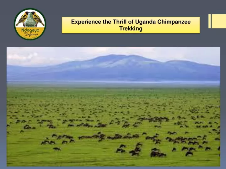 experience the thrill of uganda chimpanzee