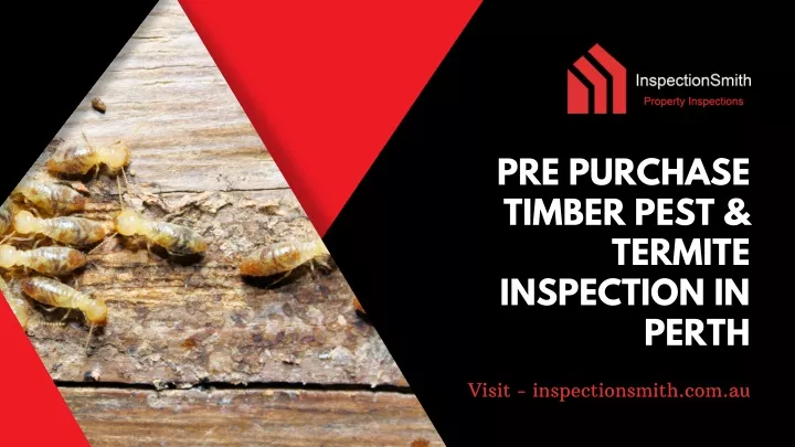 pre purchase timber pest termite inspection in