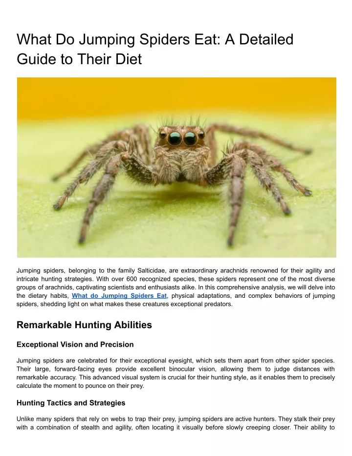 what do jumping spiders eat a detailed guide