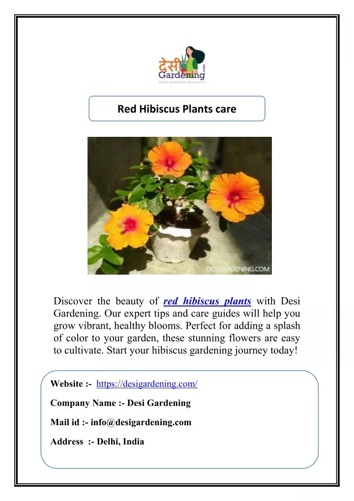 red hibiscus plants care