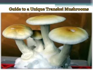 Guide to a Unique Transkei Mushrooms