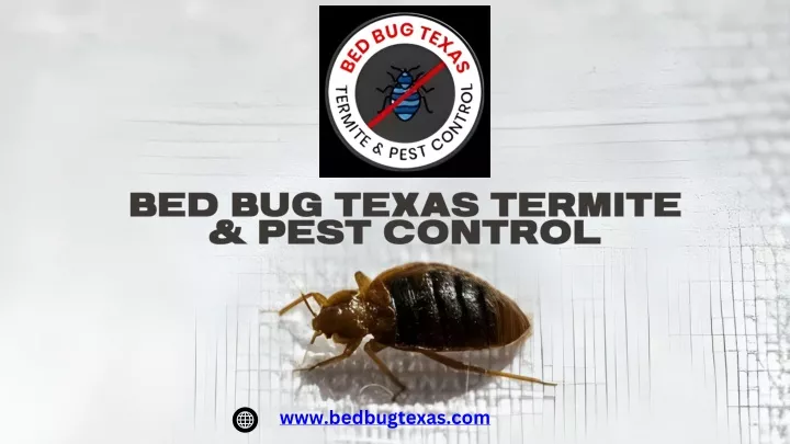 bed bug texas termite pest control