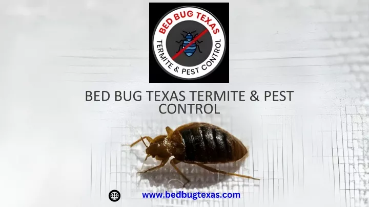 bed bug texas termite pest control