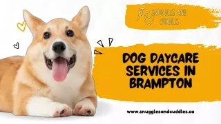 Dog Daycare Brampton