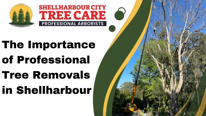 the importance of professional tree removals