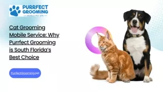 Cat Grooming Mobile Service: Why Purrfect Grooming is South Florida’s Best Choic