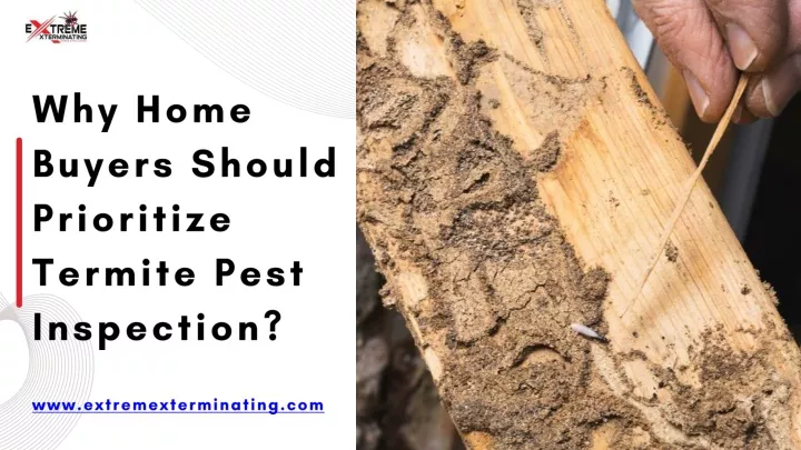 why home buyers should prioritize termite pest