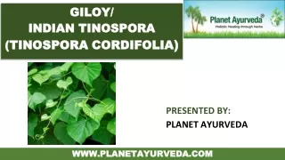 Giloy in Ayurveda - Classical Categorization and Synonyms