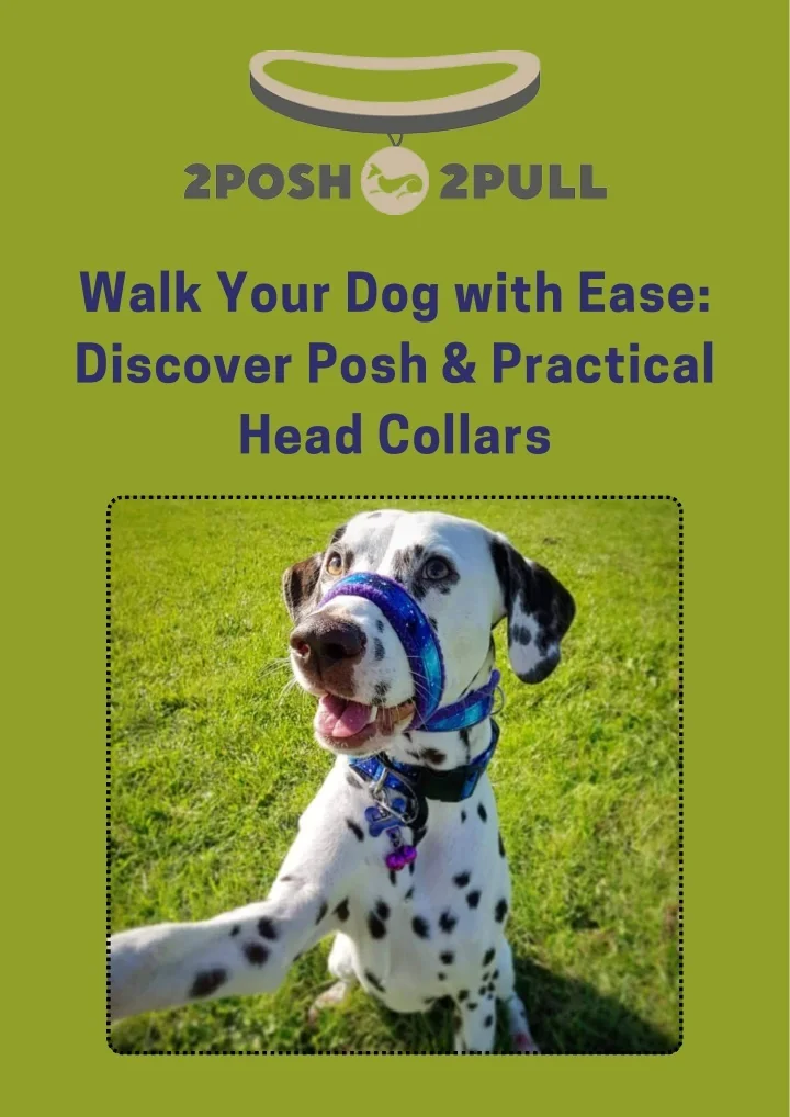 Photo inspiration: Gallery Detail: Ppt Learn How To Use Dog Head Collar By 2Posh2Pull