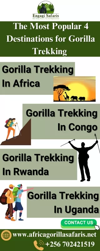 The Most Popular 4 Destinations for Gorilla Trekking