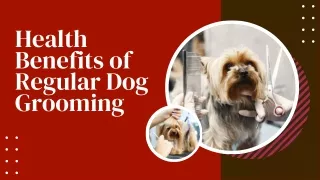 Ultimate Guide to Dog Grooming Essentials