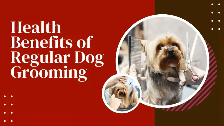 health benefits of regular dog grooming