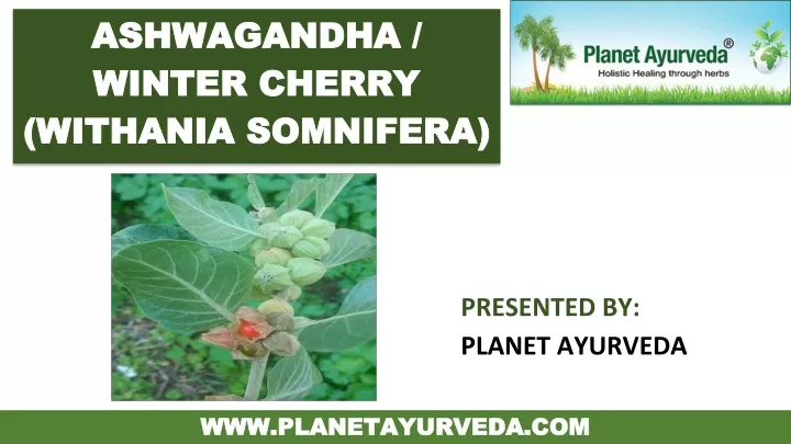 ashwagandha ashwagandha winter cherry winter