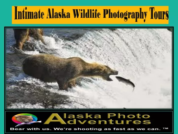 intimate alaska wildlife photography tours