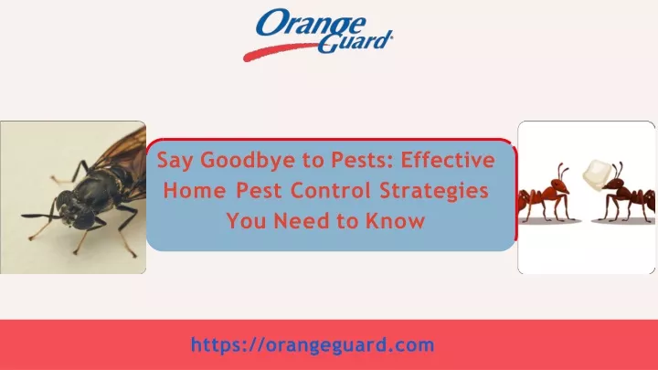 say goodbye to pests effective home pest control strategies you need to know