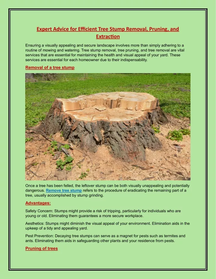 expert advice for efficient tree stump removal