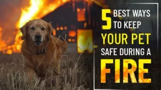 5 Best Ways to Keep Your Pet Safe during a Fire