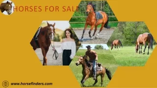 Horses for sale