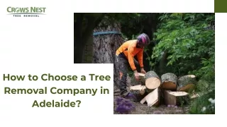 How to Choose a Tree Removal Company in Adelaide?