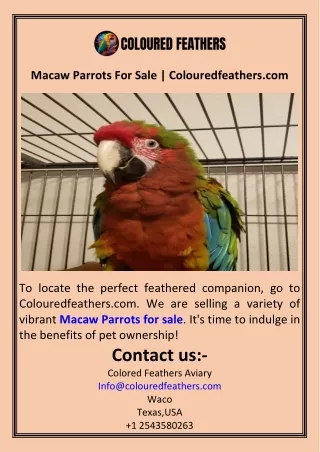 Macaw Parrots For Sale  Colouredfeathers.com