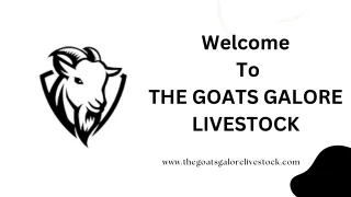 Female Pygmy Goats for Sale