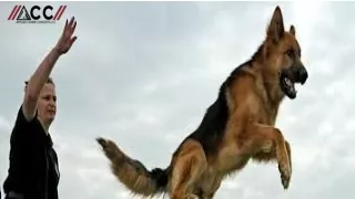 Dog Training Jupiter