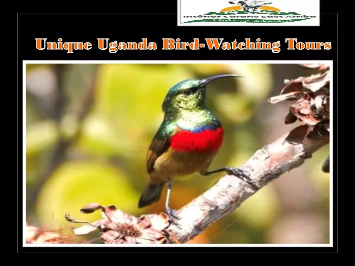 unique uganda bird watching tours