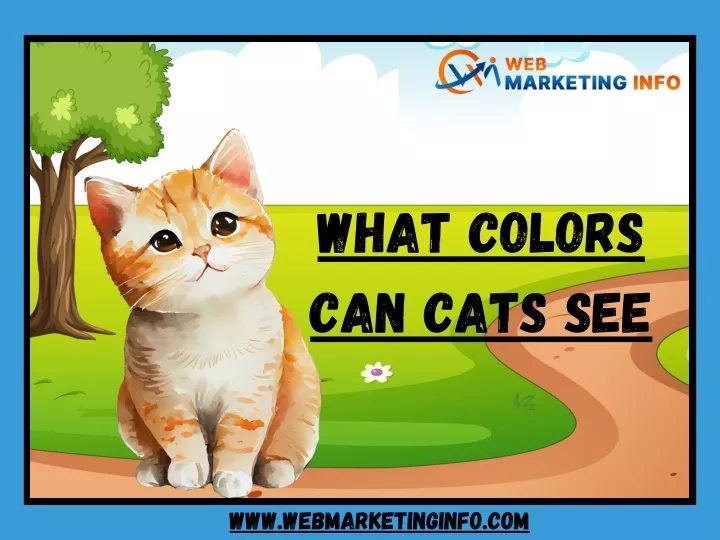 what colors can cats see