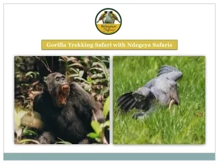 Gorilla Trekking Safari with Ndegeya Safaris