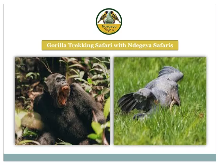 gorilla trekking safari with ndegeya safaris