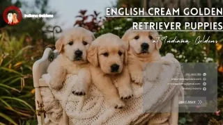 English cream golden retriever puppies