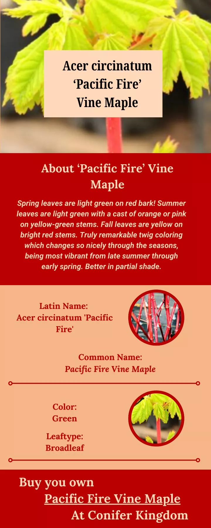 acer circinatum pacific fire vine maple