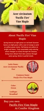 Compact Powerhouse: The Pacific Fire Vine Maple for Smaller Gardens  pen_spark - slide 1