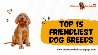 Discover the Top 15 Friendliest Dog Breeds to Melt Your Heart
