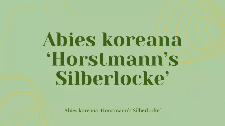 abies koreana horstmann s silberlocke