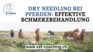 Dry Needling Pferd: Experte für Lösungen zur Schmerzlinderung bei