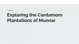 Exploring the Cardamom Plantations of Munnar