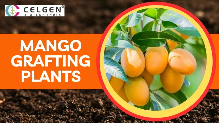 mango grafting plants