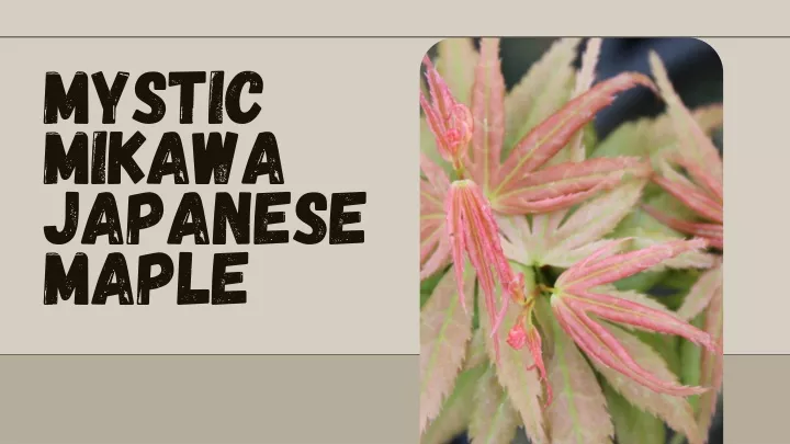 mystic mikawa japanese maple