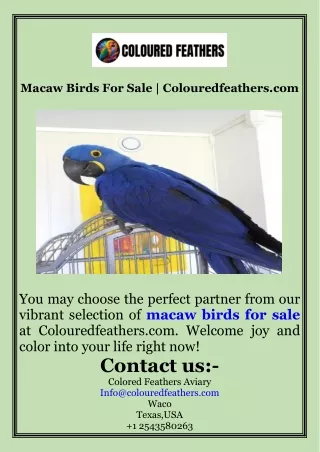 Macaw Birds For Sale  Colouredfeathers.com