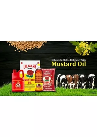 Enhance Cattle Feed Efficiency With Mustard Oil
