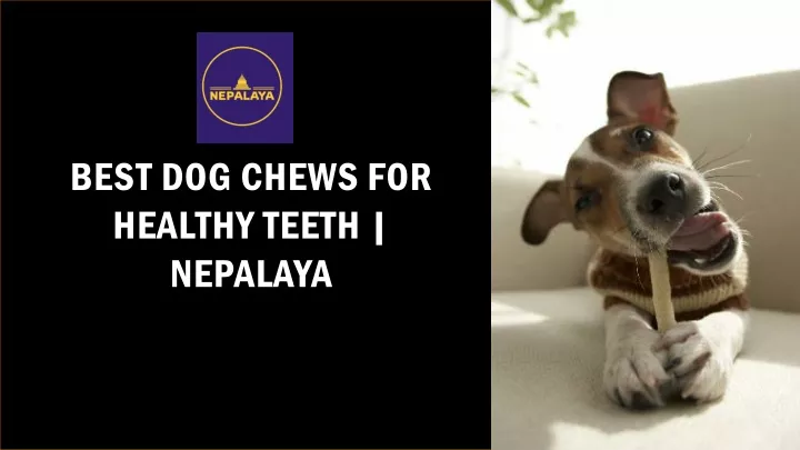 best dog chews for healthy teeth nepalaya