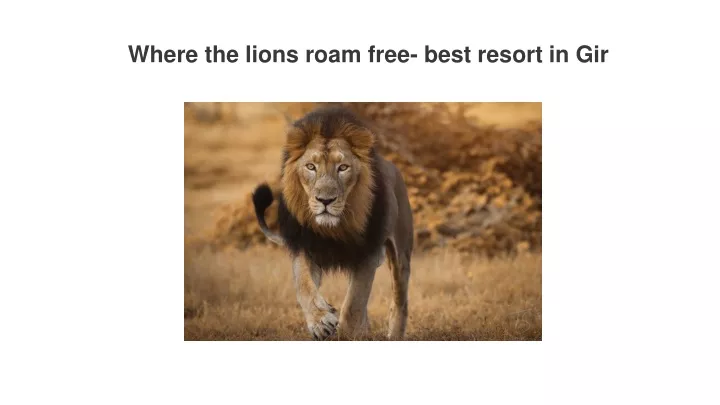 where the lions roam free best resort in gir