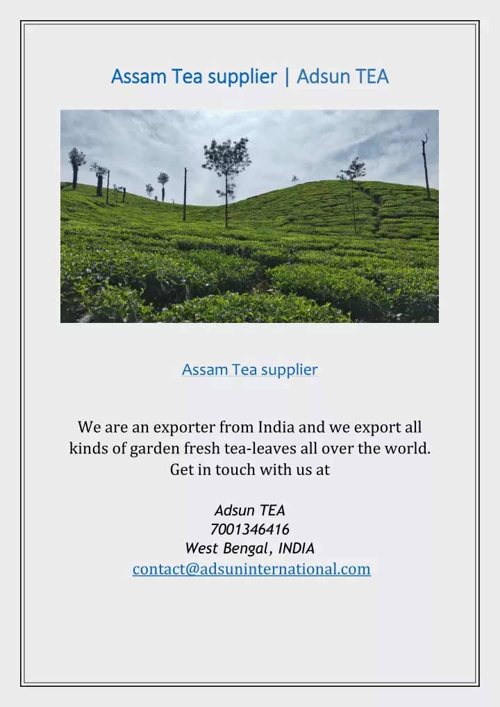 assam tea supplier assam tea supplier adsun tea