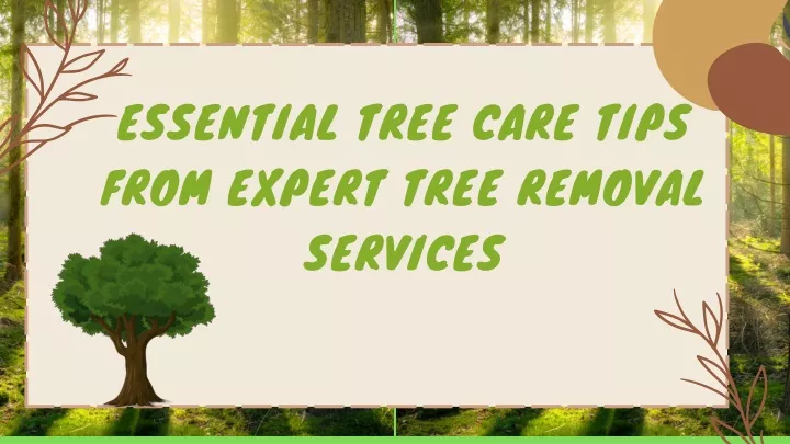 essential tree care tips from expert tree removal