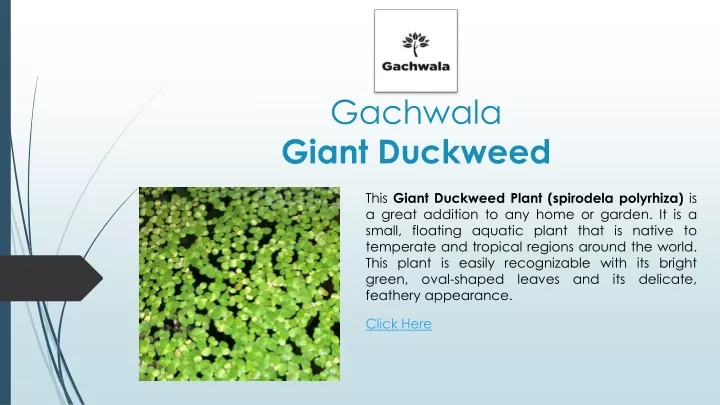 gachwala giant duckweed