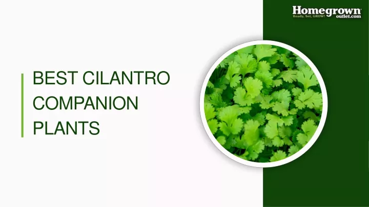 best cilantro companion plants